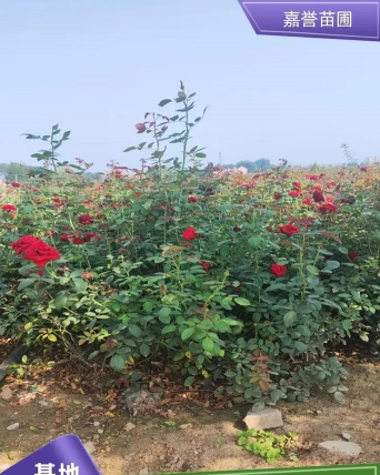 海南适合种什么月季