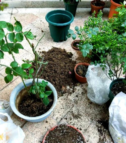 家庭养花用生根粉