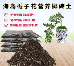 小叶栀子用什么土