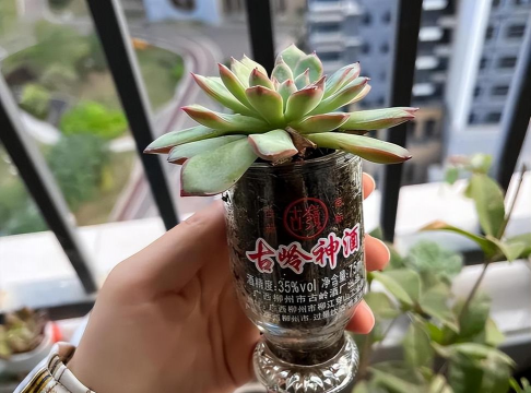 家庭养花用生根粉