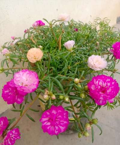 家庭养花用生根粉