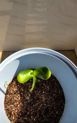 哪些植物夏天发芽