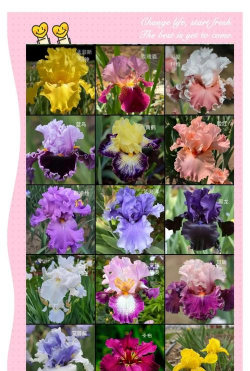 鸢尾有哪些种类