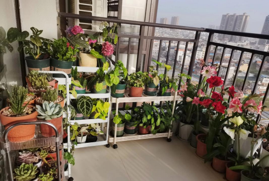 朝北的阳台种什么花