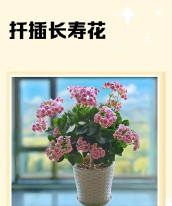 家庭养花用生根粉