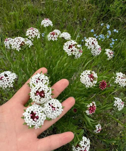 蒙古有哪些花朵