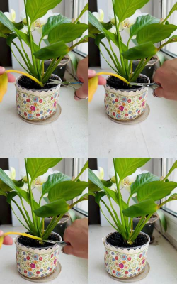 家庭养花用生根粉