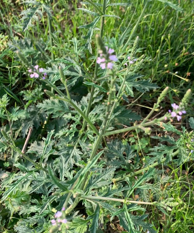 直立草本有哪些