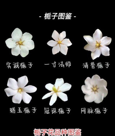 栀子有哪些分类