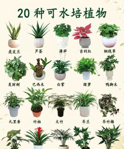 什么样的植物可以水培