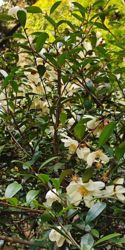 云南灌木有哪些