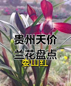 贵州兰草有哪些