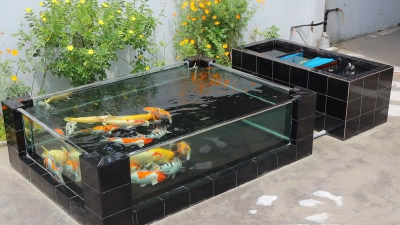 透明鱼池养花 透明鱼池养花