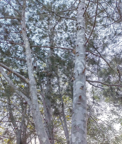 什么样的树是白皮松