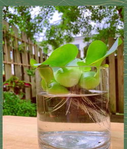 葫芦水养花