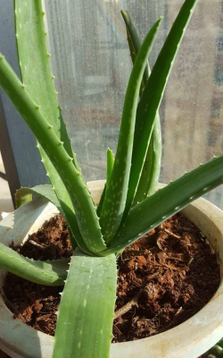 家庭养花用生根粉