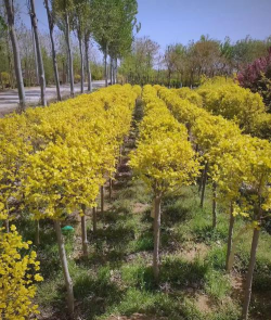 阿克苏有哪些植物