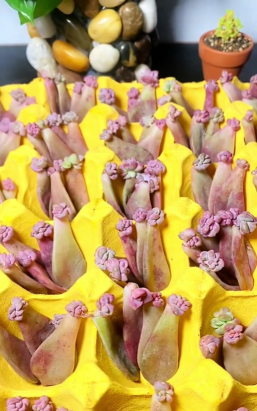 家庭养花用生根粉