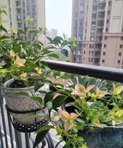 家庭养花用生根粉