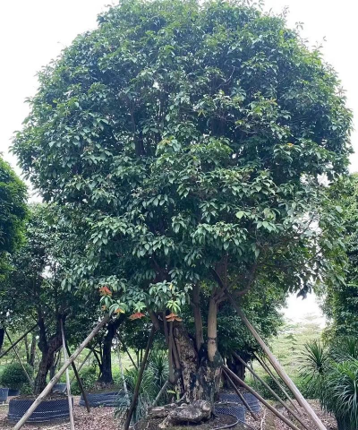 中山有哪些苗圃