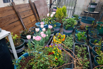 家庭养花用生根粉