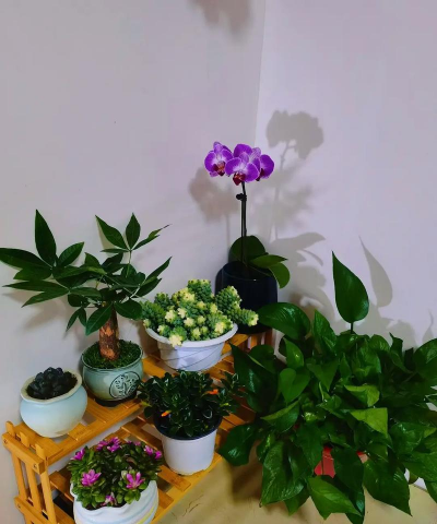 家庭养花用生根粉