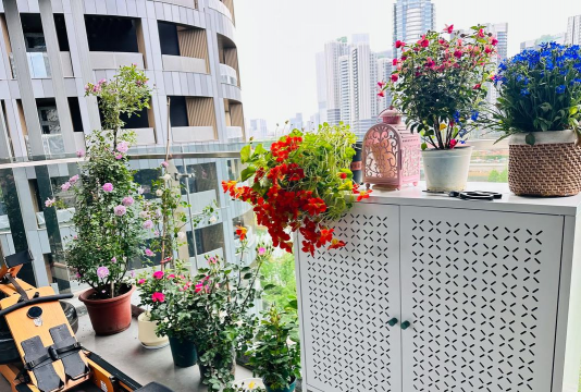 家庭养花用生根粉