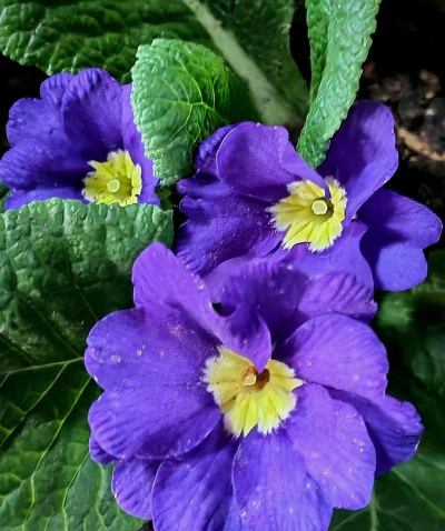 有种花叫什么欧什么山花