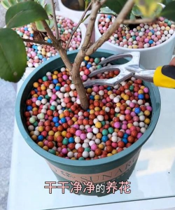 家庭养花用生根粉