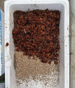 家庭养花用生根粉