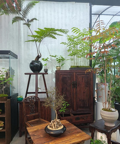 家庭养花用生根粉