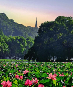 西湖有哪些名花