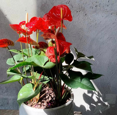 家庭养花用生根粉