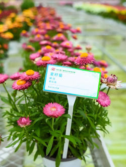 麦秆菊栽培及繁殖管理技术 麦秆菊栽培及繁殖管理技术