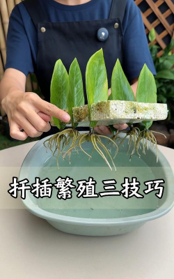 家庭养花用生根粉