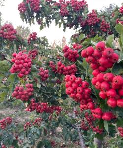 种山楂需要哪些