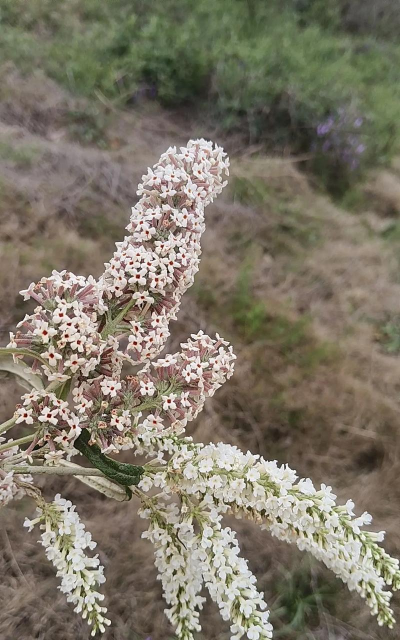 密蒙花有哪些品种