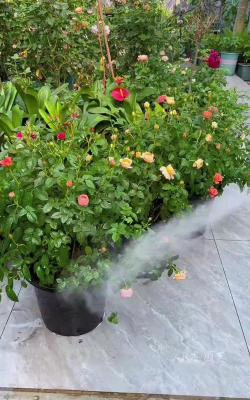 家庭养花用生根粉