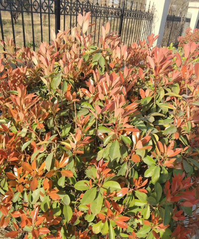 红心灌木有哪些