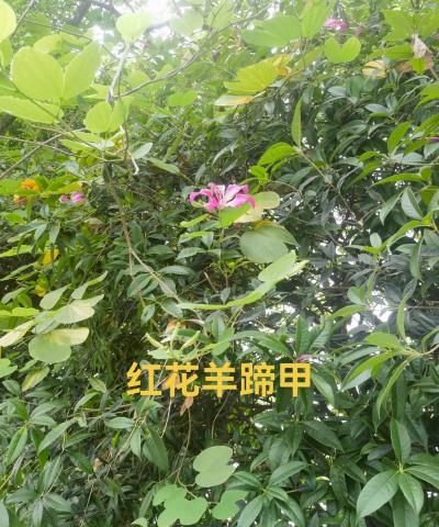 红花什么甲