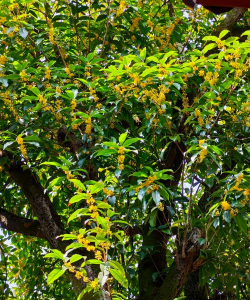 桂花树上什么什么的桂花