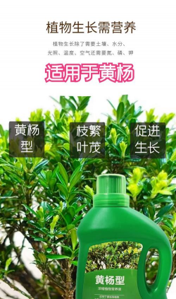 黄杨浇什么肥料