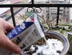 家庭养花用生根粉