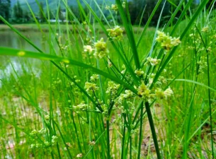咸水植物有哪些