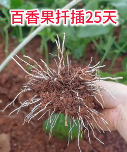 根插果树有哪些