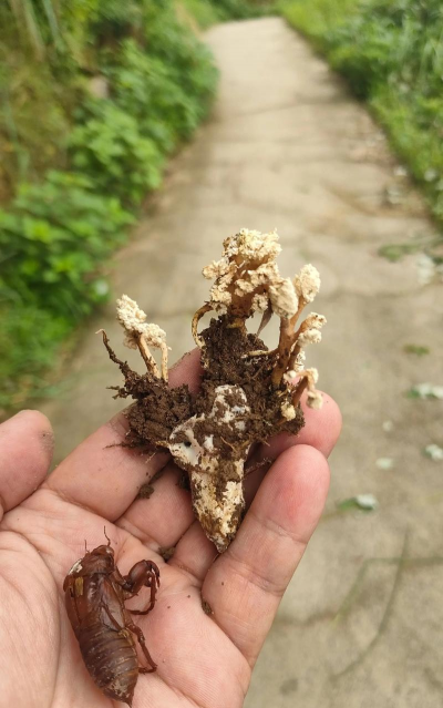 家庭养花用生根粉