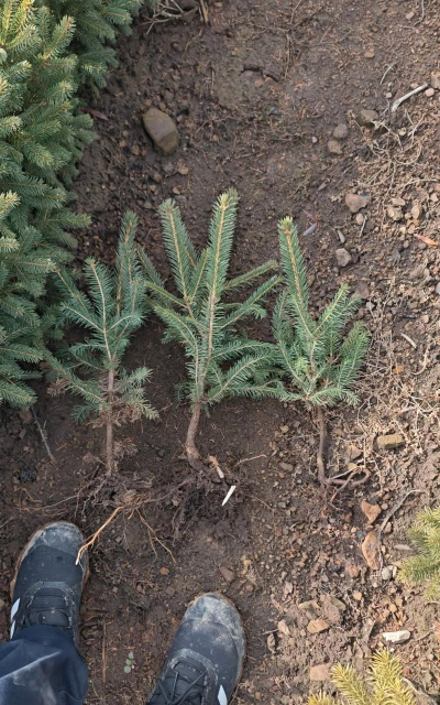 云杉树如何育苗