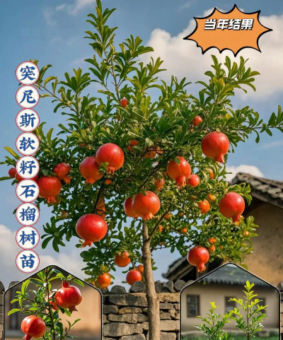 石榴是什么果树