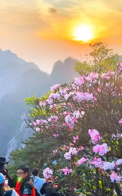 黄山有哪些花草