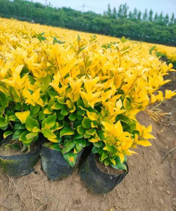 金叶植物有哪些